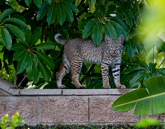 3012-LoRes-BobcatsinYard-10-22-12