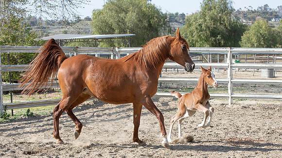 9126-M169HiRes-Brassy&colt 3-21-21