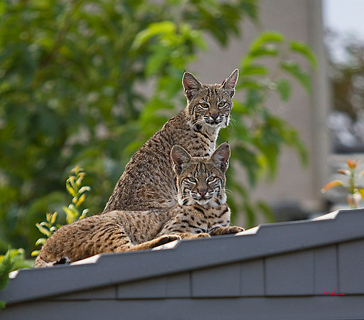 2993-LoRes-BobcatsinYard-10-22-12