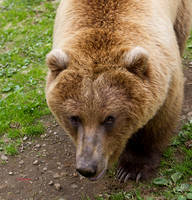 7315A-LoRes-Grizzly-Skagway2012