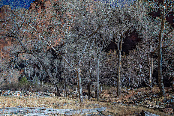 0077-LoRes-ZionCanyon18
