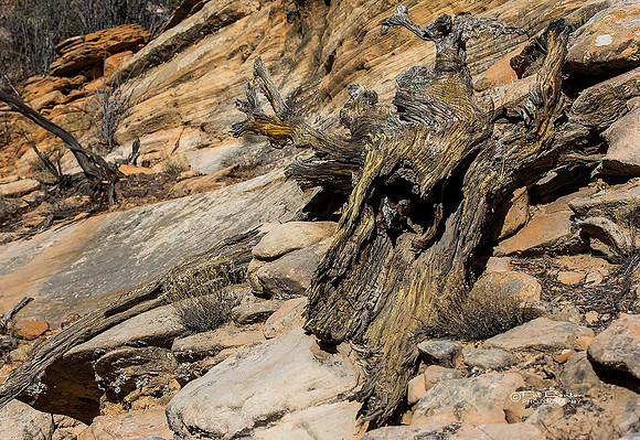 0063-LoRes-ZionCanyon18