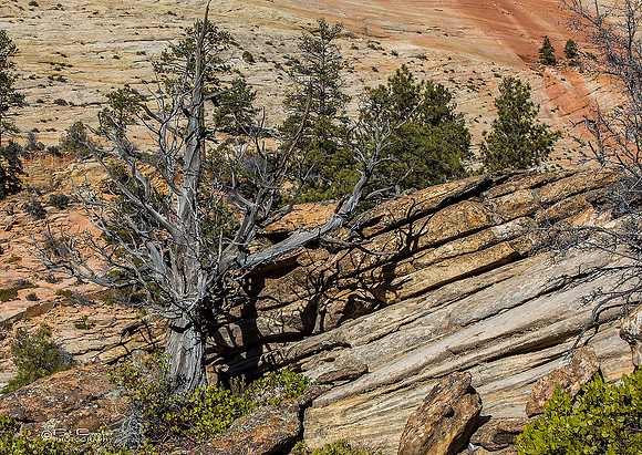 0071-LoRes-ZionCanyon18_1