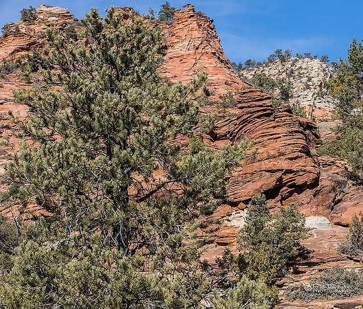 0143-LoRes-ZionCanyon18