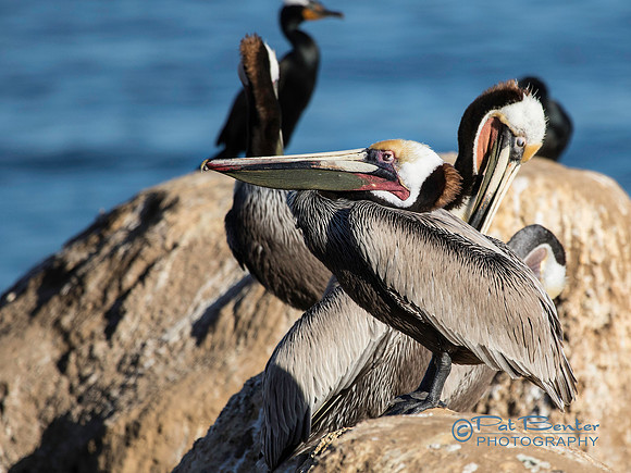 3409-912-Pelicansetc-3-15_1