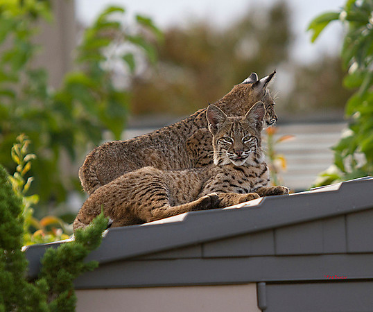 2989-LoRes-BobcatsinYard-10-22-12
