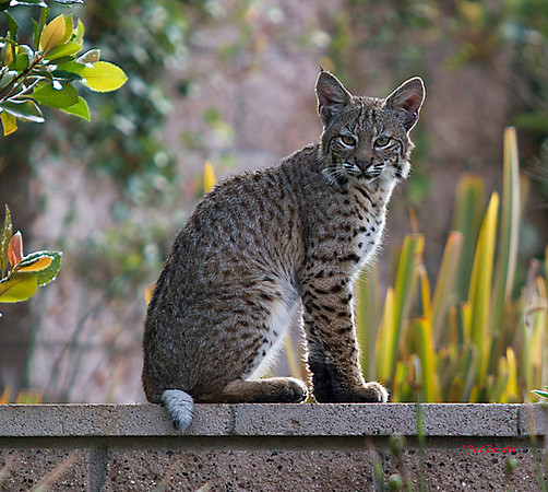 3021-LoRes-BobcatsinYard-10-22-12