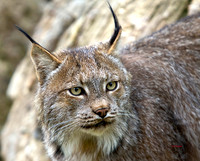 7128-Lo810-Lynx-Skagway2012