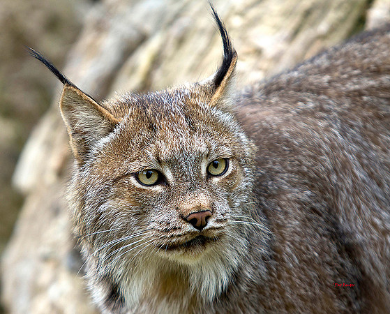 7128-Lo810-Lynx-Skagway2012
