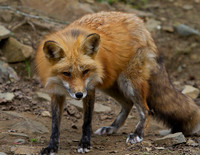 Alaskan Wildlife