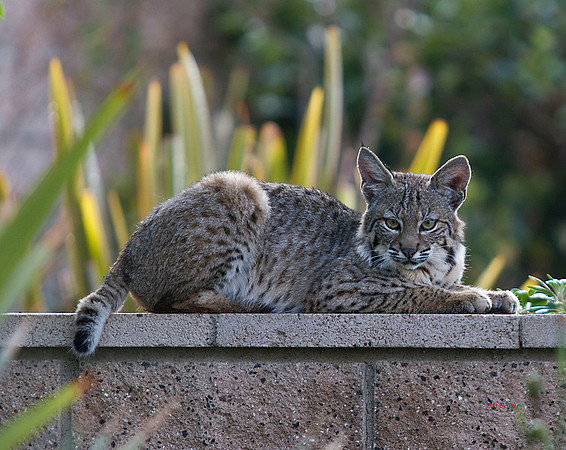 3034-LoRes-BobcatsinYard-10-22-12
