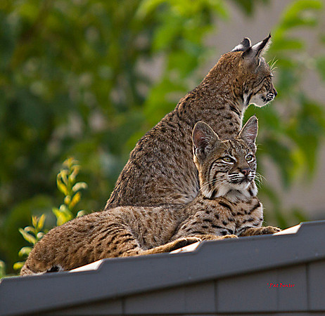 3000-LoRes-BobcatsinYard-10-22-12