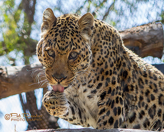 9814B-LoRes-Leopard-SDZoo12
