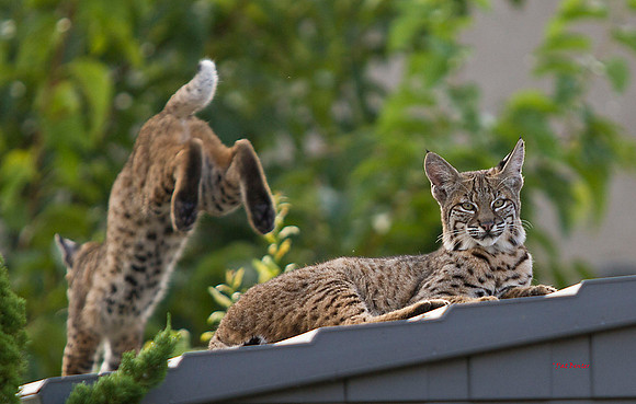 3002-LoRes-BobcatsinYard-10-22-12