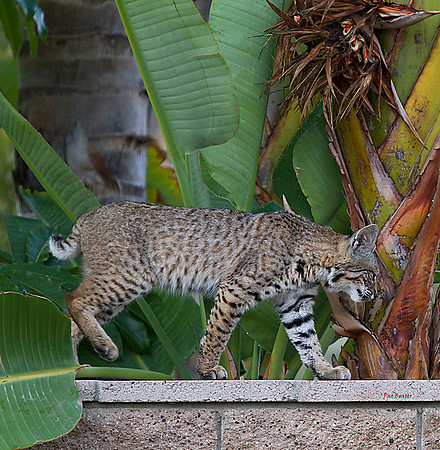 3017-LoRes-BobcatsinYard-10-22-12