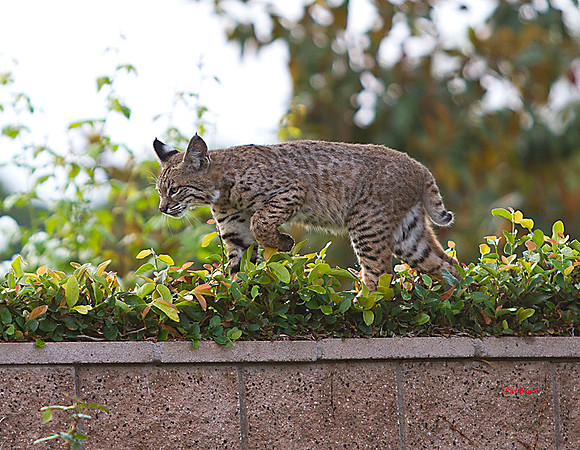 2965-LoRes-BobcatsinYard-10-22-12