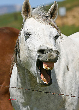 017-LoRes-HorseLaugh