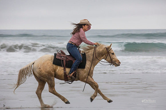 0957-LoRes-PatBenterMorroHorses18
