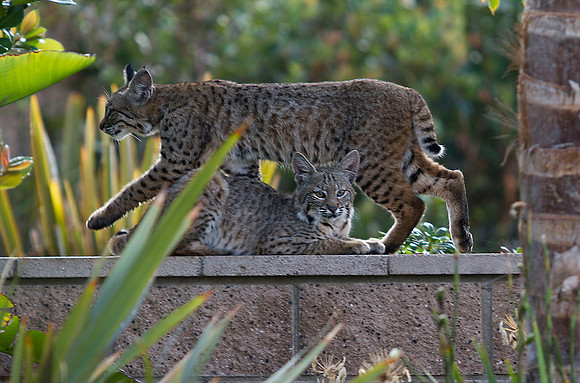 3030-LoRes-BobcatsinYard-10-22-12