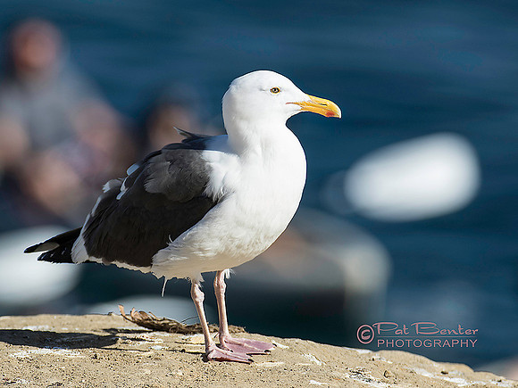 3687-Lo912-Pelicansetc-3-15