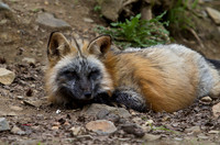 7110-LoRes-Fox-Skagway12