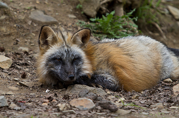 7110-LoRes-Fox-Skagway12