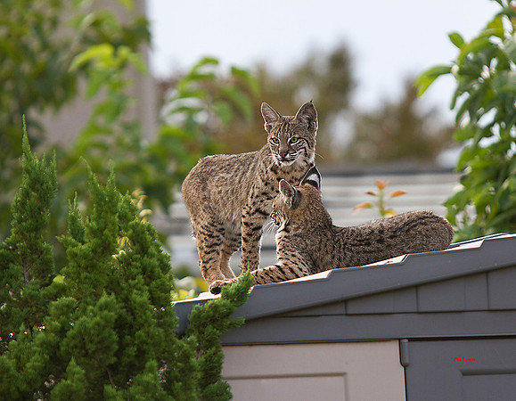 2975-LoRes-BobcatsinYard-10-22-12