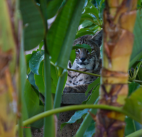 3039-LoRes-BobcatsinYard-10-22-12
