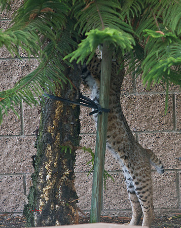 3045-LoRes-BobcatsinYard-10-22-12