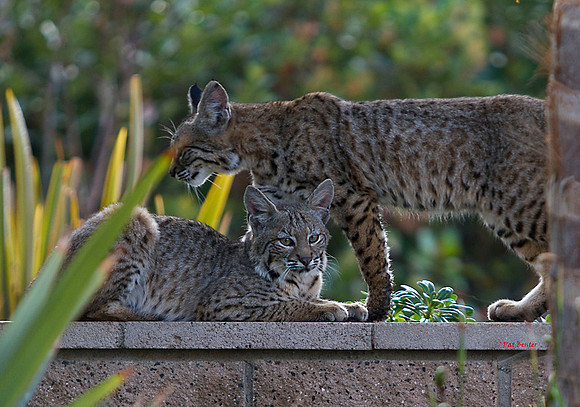 3029-LoRes-BobcatsinYard-10-22-12